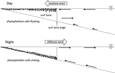 Mechanisms of Cross-Shore Transport and Spatial Variability of Phytoplankton on a Rip-Channeled Beach